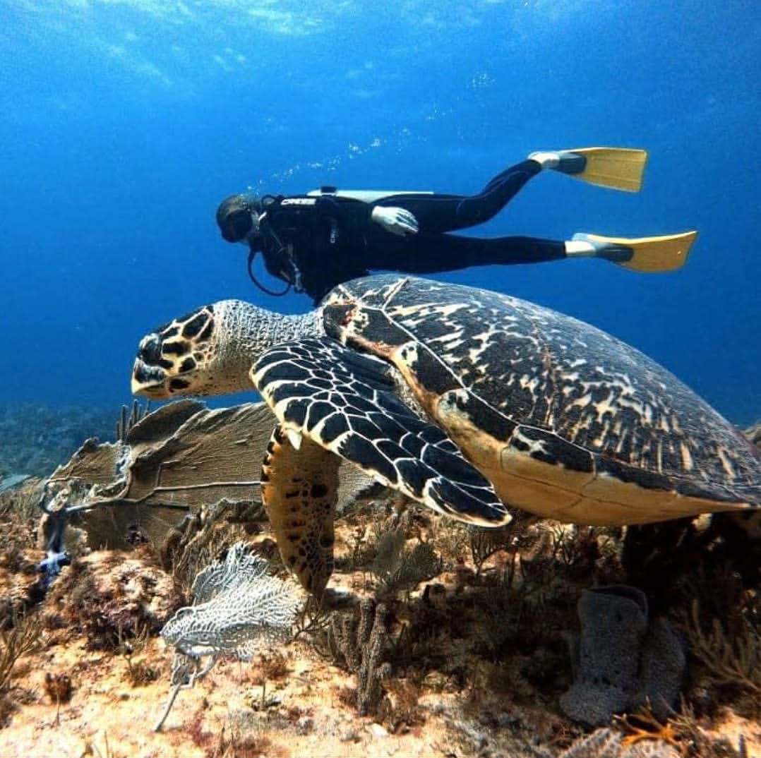 Boat Diving At Turtle Beach (DSD - PADI Program) in Havelock Island