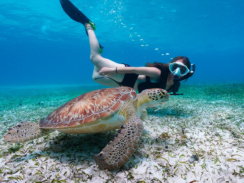 Snorkelling And Picnic Trip To Turtle Beach On Sharing Basis