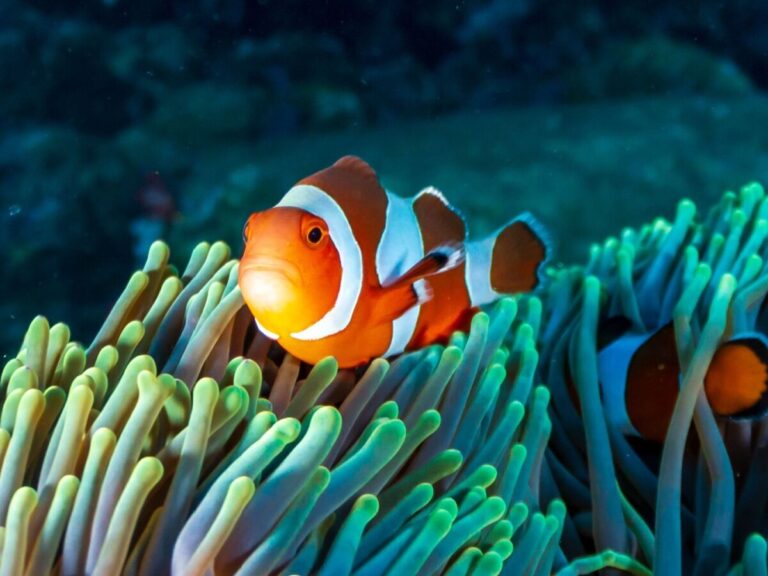 Nemo Reef - Havelock Island